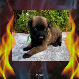 Inferno - Fawn sable male Belgian Malinois puppy in Chino, California from BlueStone K9