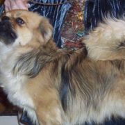 Cardigan Welsh Corgis and Tibetan Spaniels from Pecan Valley