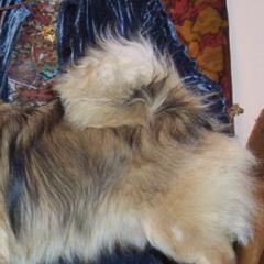 Cardigan Welsh Corgis and Tibetan Spaniels from Pecan Valley