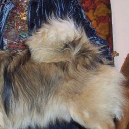 Cardigan Welsh Corgis and Tibetan Spaniels from Pecan Valley