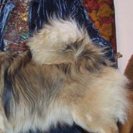 Cardigan Welsh Corgis and Tibetan Spaniels from Pecan Valley