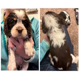 Tammy Wynette - English Springer Spaniel puppy in Clinton, Missouri from Twin Ridge Springers