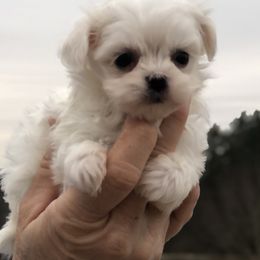 Maltese Puppies from Oak Grove Maltese