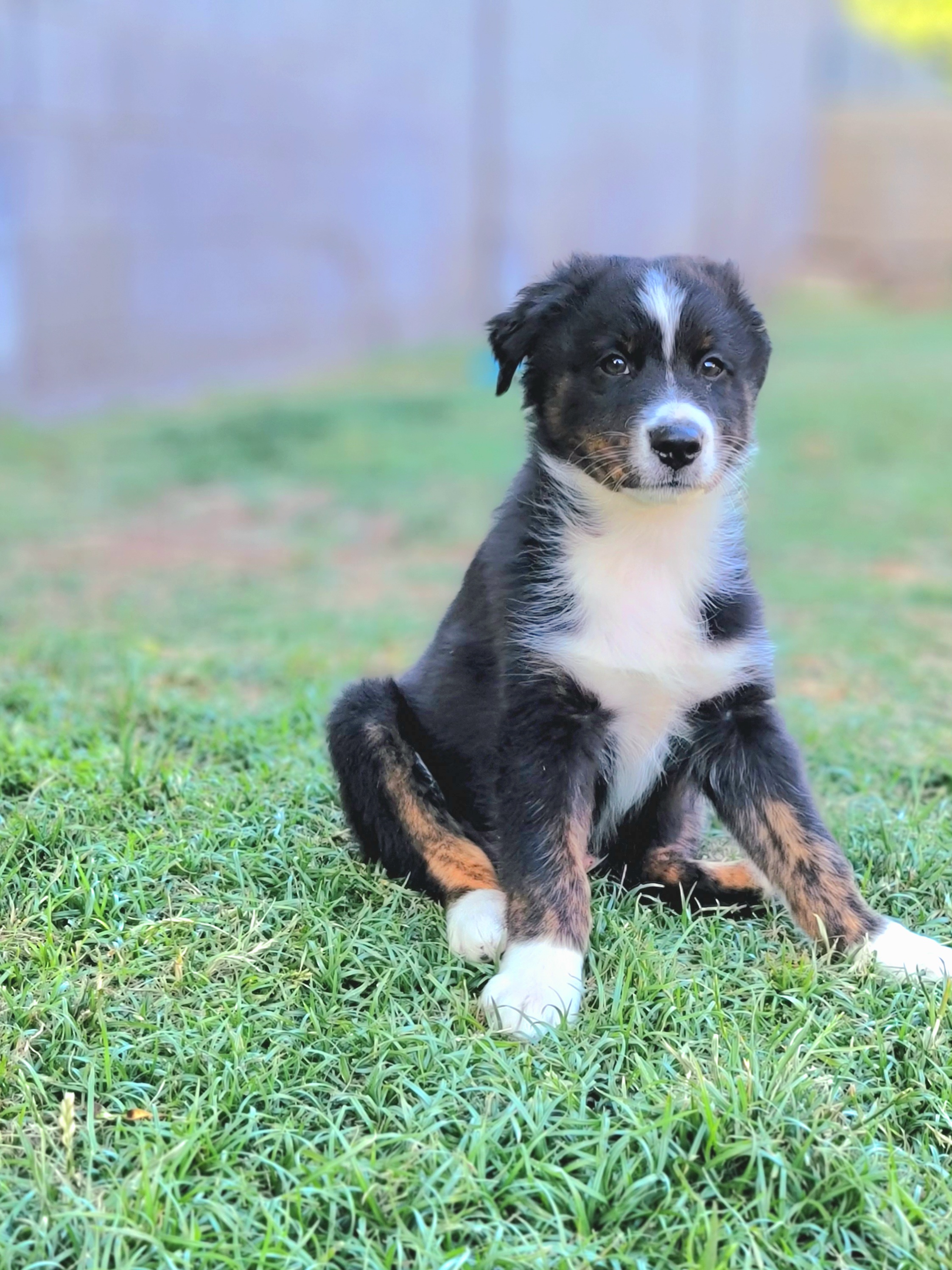 Titan - Black tri-color Australian Shepherd puppy in Glendale, Arizona from Kerr Aussies