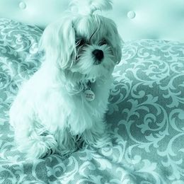 Maltese and Maltipoo Puppies from Iuliia Savisheva