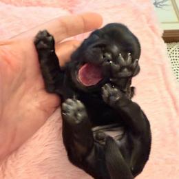 My Blue Levi - Blue male Shih Tzu puppy in Soddy Daisy, Tennessee from TN Mtn Magic Precious Shih Tzu’s 4 You!