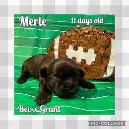Merle - Liver male Shih Tzu puppy in Beatrice, Nebraska from I Shih Tzu Not Puppies