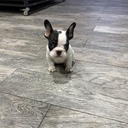 Spot - French Bulldog