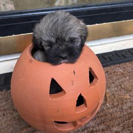 Cheyenne - Grizzle female Lhasa Apso puppy in Albany, Georgia from Clark's Lhasas