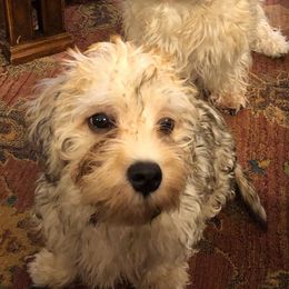 Dandie Dinmont Terriers from Richard Yoho's Dandie Dinmont Terriers