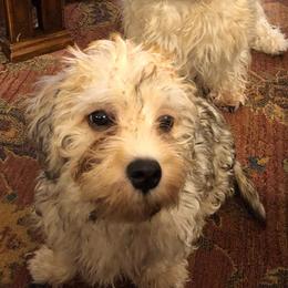 Dandie Dinmont Terriers from Richard Yoho's Dandie Dinmont Terriers