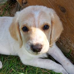 Boy 1 - Labradoodle puppy from Trinity Labradoodles