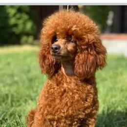 Teddy - Poodle