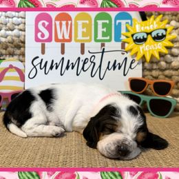 Watermelon Sugar (pink collar) - Black brown and white female Basset Hound puppy in Edmonton, Kentucky from RiverBottom Bassets