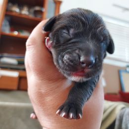 Girl 2 - Sporty Mix puppy in Wasilla, Alaska from All Starr Farms