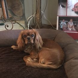 Cavalier King Charles Spaniel Puppies from Whisper Wood Acres