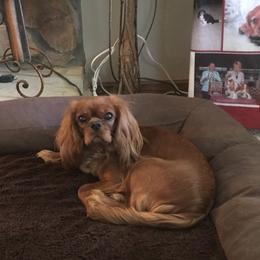 Cavalier King Charles Spaniel Puppies from Whisper Wood Acres