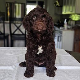 Bobby - Chocolate male Australian Labradoodle puppy in Glenford, Ohio from Mi-De Doodles