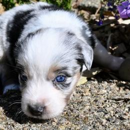 Morrigan - Blue merle female Miniature American Shepherd puppy in Damascus, Oregon from Rebel Soul Minis