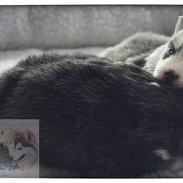 Pomsky Puppies from Foxfire Arctic Spitz