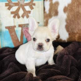 Cream Fluffy - Cream female French Bulldog puppy in Jordan Valley, Oregon from Floating Feather Frenchies