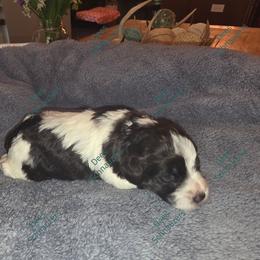 Oak - Parti male Miniature Schnauzer puppy in Crestview, Florida from Dees Schnauzers