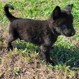 German Shepherd Puppies from Woodhill K9