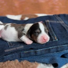 Levii - Dapple male Dachshund puppy in Chandler, Arizona from Vonaducci Doxies, LLC.
