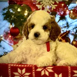 Boy 2 - Blenheim male Cavapoo puppy in Ivins, Utah from Taylia's Cavapoos