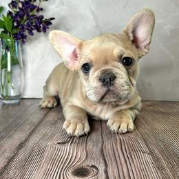 Haven - Blue fawn female French Bulldog puppy in Fillmore, Illinois from Wind Hill Puppies