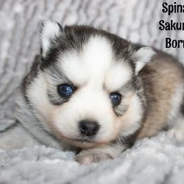 Spinach - Black and white female Pomsky puppy in Centerville, Iowa from LJ Kennels Pomskies, LLC