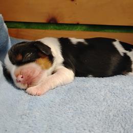 Case - Tri-color male Cavalier King Charles Spaniel puppy in Sabetha, Kansas from Apple Blossom Cavaliers