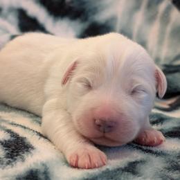 Great Pyrenees puppies from WeVolution Off-Grid
