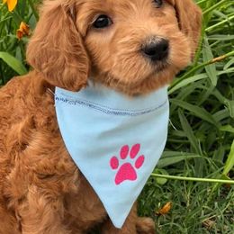 Goldendoodles from Doodletimetx