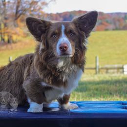 Max - Cardigan Welsh Corgi