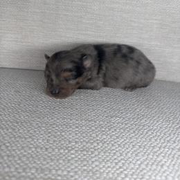 Boy 2 - Blue merle male Pomeranian puppy in Meridian, Idaho from Idaho_poms