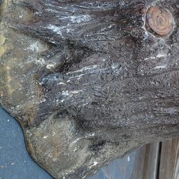 Labrador Retriever Puppies from Logan Acre Labradors