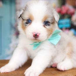 Lily - Blue merle female Australian Shepherd puppy in Georgetown, Texas from River Reign Australian Shepherds