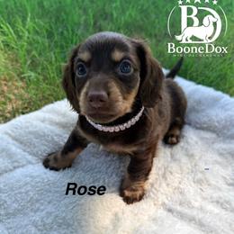 Rose - Chocolate and cream female Dachshund puppy in Lexington, Oklahoma from BooneDox Miniature Dachshunds