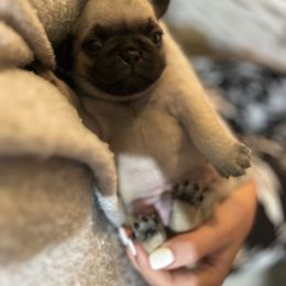 Finn - Fawn male Pug puppy in New Haven, Indiana from Milan Pugs