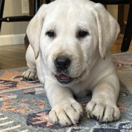 Labrador Retrievers from Sunshine Acres