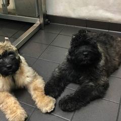 Bouvier des Flandres Puppies from Abken Bouviers
