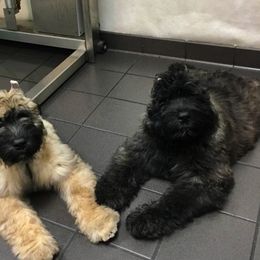 Bouvier des Flandres Puppies from Abken Bouviers