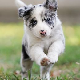 Boy 3 - Border Collie puppy from Air Capital Border Collies
