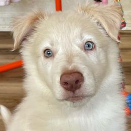 Brown Collar - White and gold male Border Collie puppy in Gadsden, Alabama from Collie Wood Hills