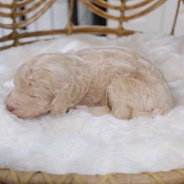 Girl 4 - Cream female Aussiedoodle puppy in Pomona, California from Socal Aussiedoodles