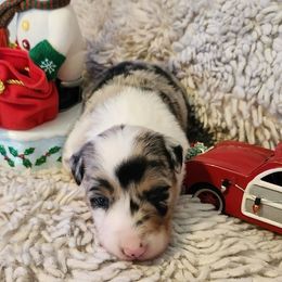 Ginger - Blue merle female Border Collie puppy in Morgan, Texas from Shooting Star Ranch