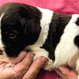 Piper boy 1 - Liver and white male Brittany puppy in Floyd Knobs, Indiana from Cross Creek Brittanys