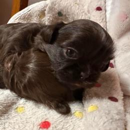 Girl 4 - Liver female Shih Tzu puppy in Kodak, Tennessee from Cutshall Babies