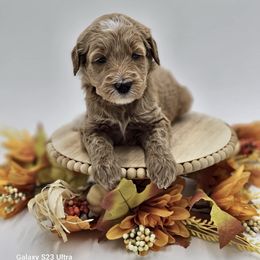 Pink girl - Goldendoodle puppy from Sweet Georgia Doodles